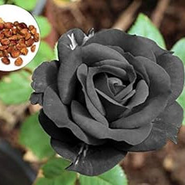 Flower Seeds, Seeds,Seeds For Planting,Plant Seeds