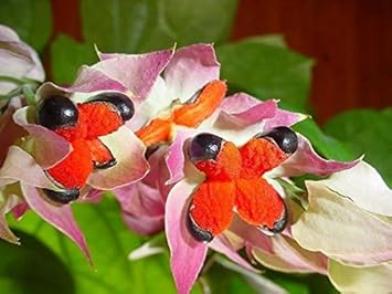 Flower Seeds, Seeds,Seeds For Planting,Plant Seeds