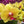 Flower Seeds, Seeds,Seeds For Planting,Plant Seeds