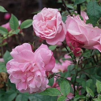 Flower Seeds, Seeds,Seeds For Planting,Plant Seeds