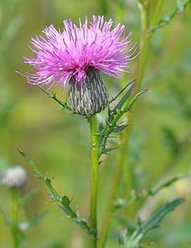 Flower Seeds, Seeds,Seeds For Planting,Plant Seeds