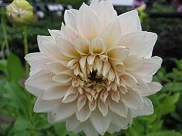 Flower Seeds, Seeds,Seeds For Planting,Plant Seeds