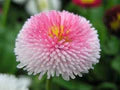 Pink White Bellis Flower Seeds for Planting - Heirloom, Non-GMO, High Germination Organic Garden Seeds