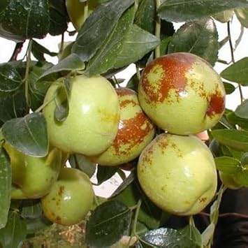 Fruit Seeds,Garden seeds, Seeds For Planting,Plant Seeds