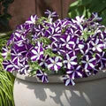 Purple & White Petunia Flower Seeds for Planting – Heirloom, Non-GMO, High Germination Organic Garden Seeds