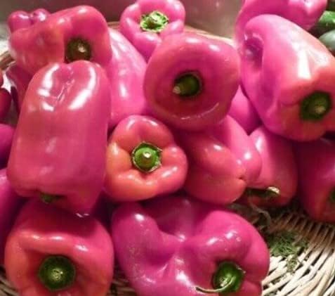 Pink Pepper Vegetable Seeds for Planting – Heirloom &amp; Non-GMO Garden Seeds