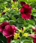 Red Oxalis Versicolor Flower Seeds for Planting – Heirloom, Non-GMO, High Germination Organic Garden Seeds