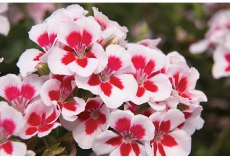 Flower Seeds, Seeds,Seeds For Planting,Plant Seeds