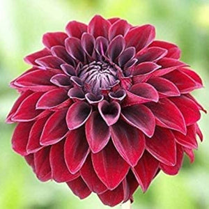 Flower Seeds, Seeds,Seeds For Planting,Plant Seeds