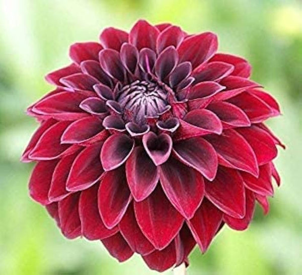 Flower Seeds, Seeds,Seeds For Planting,Plant Seeds