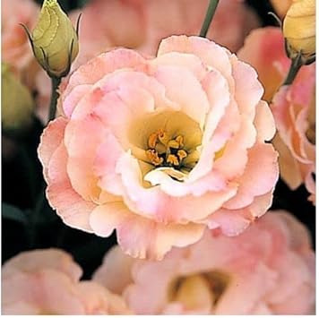 Flower Seeds, Seeds,Seeds For Planting,Plant Seeds
