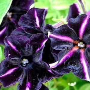 Flower Seeds, Seeds,Seeds For Planting,Plant Seeds