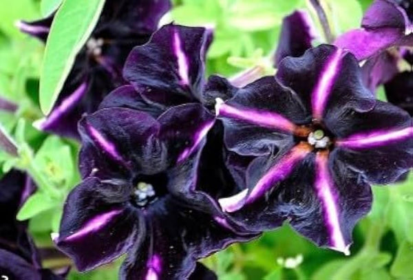 Flower Seeds, Seeds,Seeds For Planting,Plant Seeds