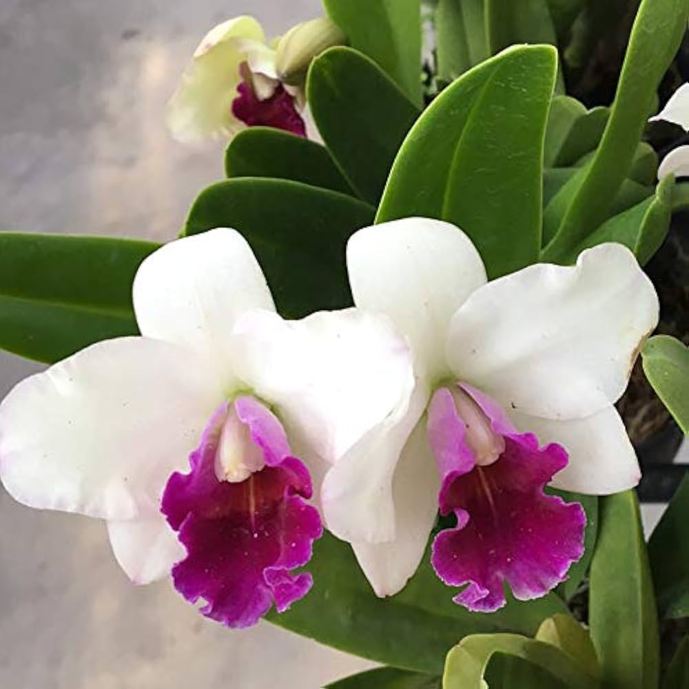 Cattleya Hybrida Flower Seeds for Planting – Heirloom Non-GMO High Germination Organic Garden Seeds