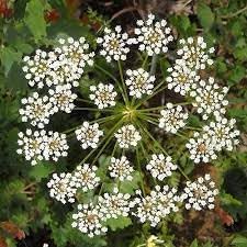 Flower Seeds, Seeds,Seeds For Planting,Plant Seeds