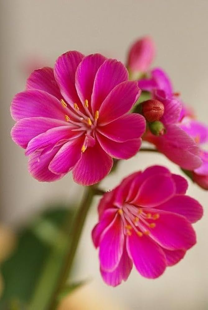 Lewisia Flower Seeds for Planting | Heirloom, Non-GMO, High Germination Organic Garden Seeds