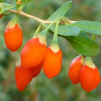 Fruit Seeds,Garden seeds, Seeds For Planting,Plant Seeds