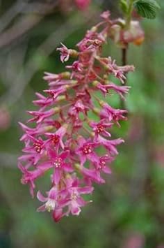 Pink Ribes Sanguineum Flower Seeds for Planting – Heirloom, Non-GMO, High Germination Organic Garden Seeds