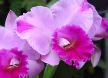 Flower Seeds, Seeds,Seeds For Planting,Plant Seeds