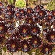 Flower Seeds, Seeds,Seeds For Planting,Plant Seeds