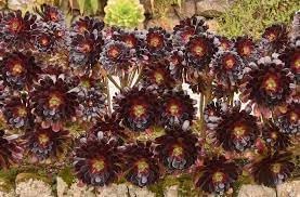 Flower Seeds, Seeds,Seeds For Planting,Plant Seeds