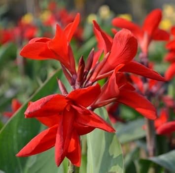 Flower Seeds, Seeds,Seeds For Planting,Plant Seeds