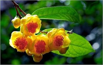 Flower Seeds, Seeds,Seeds For Planting,Plant Seeds