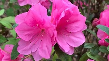 Flower Seeds, Seeds,Seeds For Planting,Plant Seeds