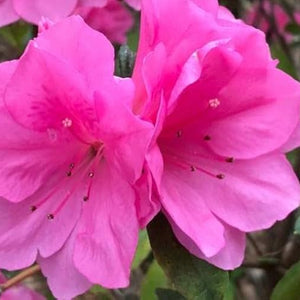 Flower Seeds, Seeds,Seeds For Planting,Plant Seeds