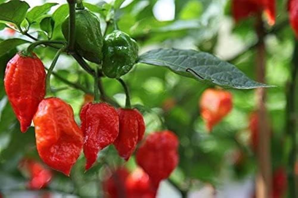 Red Trinidad Scorpion Pepper Seeds for Planting – Heirloom Non-GMO Extremely Hot Vegetable Seeds with High Germination