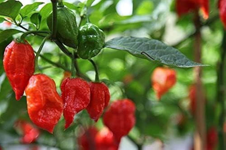 Red Trinidad Scorpion Pepper Seeds for Planting – Heirloom Non-GMO Extremely Hot Vegetable Seeds with High Germination