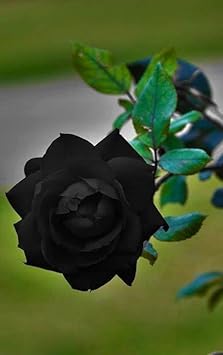 Flower Seeds, Seeds,Seeds For Planting,Plant Seeds