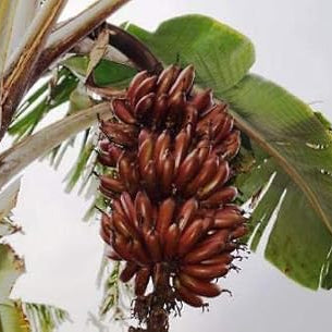 Fruit Seeds,Garden seeds, Seeds For Planting,Plant Seeds