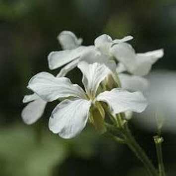 Flower Seeds, Seeds,Seeds For Planting,Plant Seeds