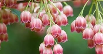 Flower Seeds, Seeds,Seeds For Planting,Plant Seeds