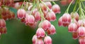 Red Bell Orchid Flower Seeds for Planting – Cut Flower Favorite, Heirloom, Non-GMO Seeds for Home Garden