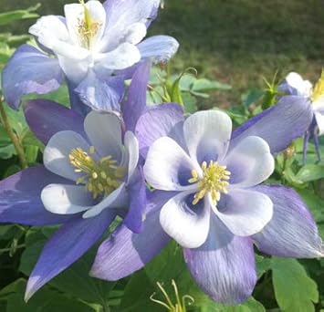 Flower Seeds, Seeds,Seeds For Planting,Plant Seeds