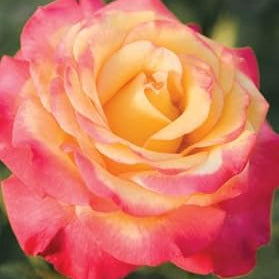 Flower Seeds, Seeds,Seeds For Planting,Plant Seeds