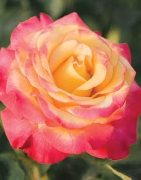 Flower Seeds, Seeds,Seeds For Planting,Plant Seeds