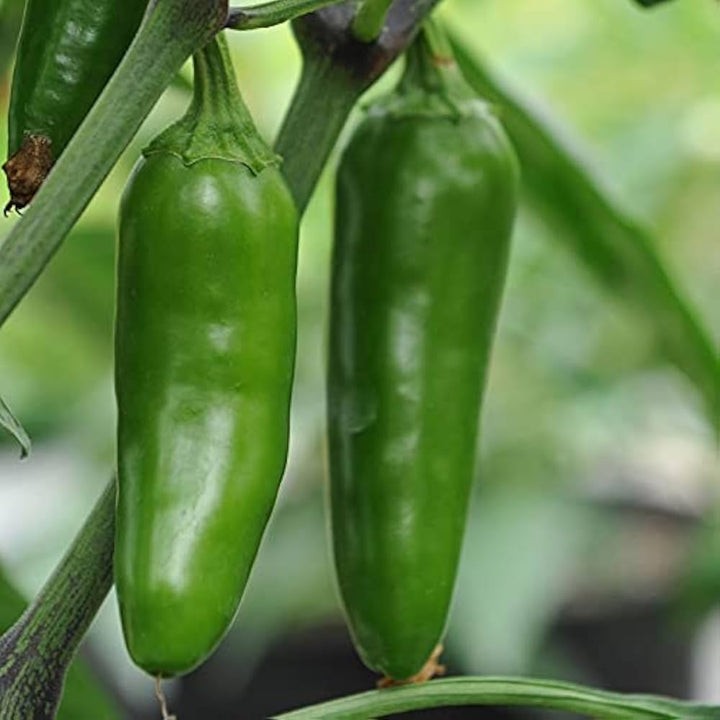 Jalapeño Chili Seeds for Planting – Heirloom Non-GMO Spicy Vegetable Seeds with High Germination for Organic Gardens