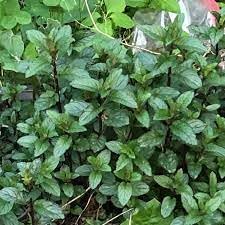 Herb Seeds,Garden seeds, Seeds For Planting,Plant Seeds