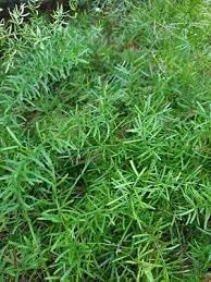 Flower Seeds, Seeds,Seeds For Planting,Plant Seeds