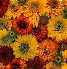 Flower Seeds, Seeds,Seeds For Planting,Plant Seeds