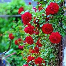 Flower Seeds, Seeds,Seeds For Planting,Plant Seeds