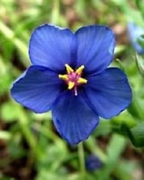 Flower Seeds, Seeds,Seeds For Planting,Plant Seeds