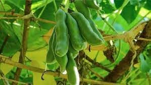 Vegetable Seeds,Garden seeds, Seeds For Planting,Plant Seeds