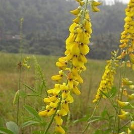 Flower Seeds, Seeds,Seeds For Planting,Plant Seeds