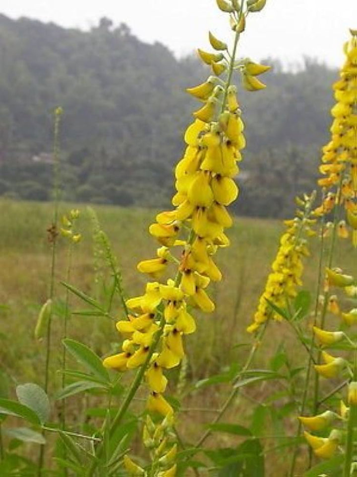 Yellow Smooth Rattlebox Flower Seeds for Planting – Heirloom, Non-GMO, High Germination Garden Seeds