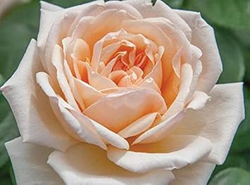 Pink Cream Rose Flower Seeds for Planting – Heirloom, Non-GMO, Long Bloom Season, High Germination