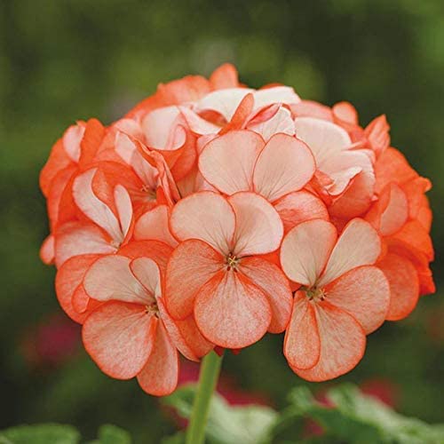 Orange White Geranium Flower Seeds for Planting – Heirloom, Non-GMO, Long Bloom Organic Garden Seeds
